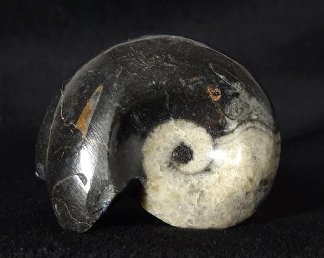 Manticoceras sp. HYATT 1884 - Bild &copy; FossNet FossilienStore